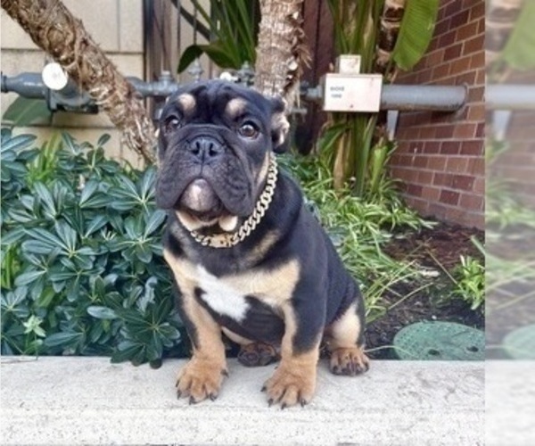 Medium Photo #13 English Bulldog Puppy For Sale in MEMPHIS, TN, USA
