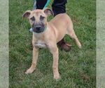 Small #1 Black Mouth Cur-German Shepherd Dog Mix