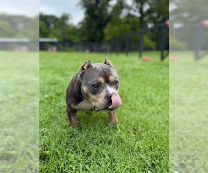 American Pit Bull Terrier-Unknown Mix Dogs for adoption in Warrenton, VA, USA