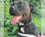 Small #1 American Staffordshire Terrier Mix