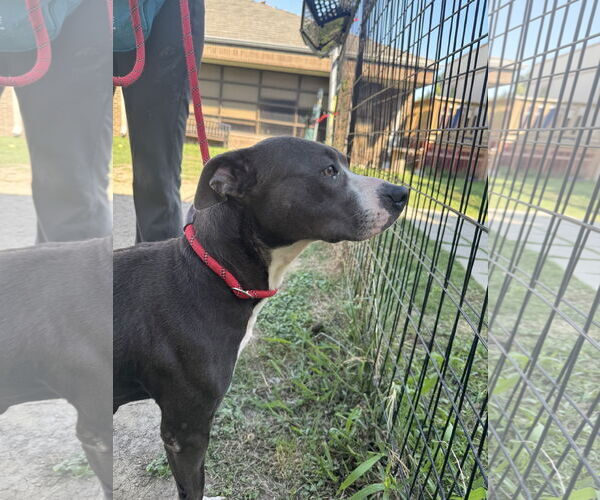 Medium Photo #2 American Pit Bull Terrier-Unknown Mix Puppy For Sale in Rowlett, TX, USA