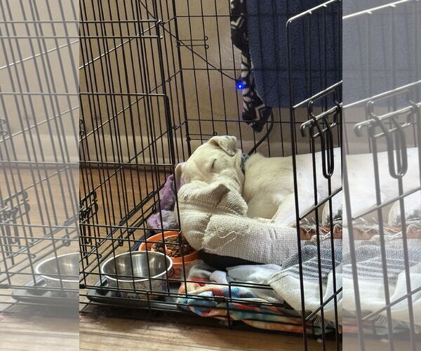 Medium Photo #2 Mutt Puppy For Sale in Aurora, CO, USA