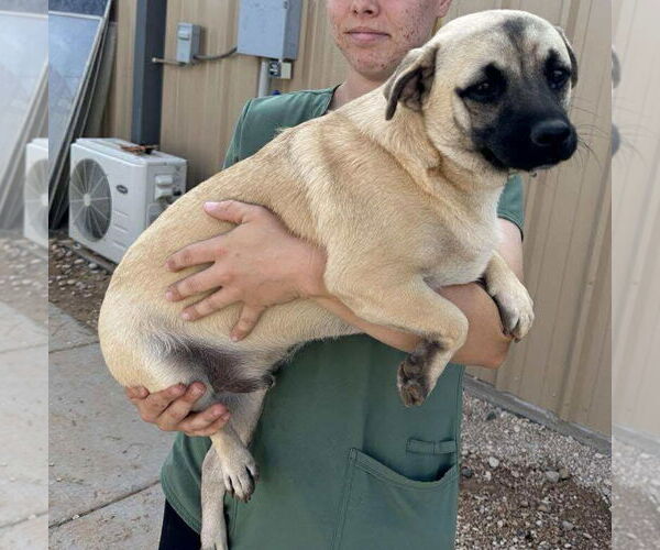 Medium Photo #2 Mutt Puppy For Sale in Cranston, RI, USA