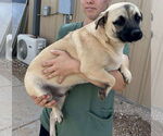 Small #1 Mutt