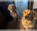 Small #1 Golden Retriever