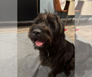 Mutt Dogs for adoption in San Diego, CA, USA