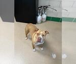 Small American Pit Bull Terrier Mix