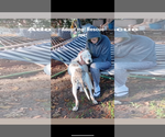 Small #7 American Staffordshire Terrier Mix