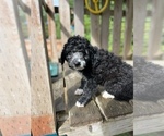 Small #3 Aussiedoodle