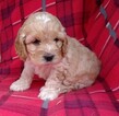 Small Photo #3 Cavalier King Charles Spaniel-Poodle (Toy) Mix Puppy For Sale in CONOWINGO, MD, USA