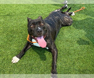 Mutt Dogs for adoption in Orange, CA, USA