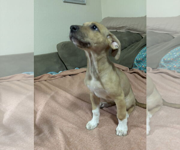 Medium Photo #2 Shepradors Puppy For Sale in McKinney, TX, USA