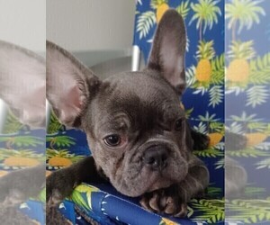 French Bulldog Puppy for sale in FT MYERS, FL, USA