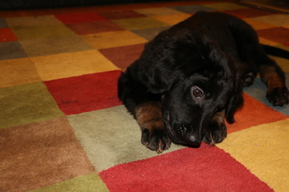 Hovawart Puppy for sale in WASHINGTON, DC, USA