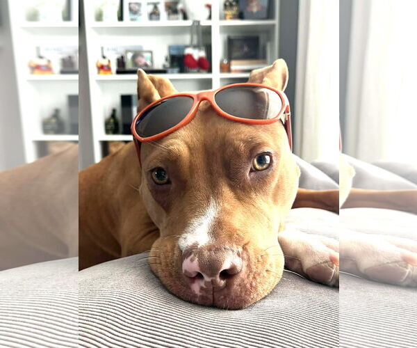 Medium Photo #4 Mutt Puppy For Sale in Rockville, MD, USA