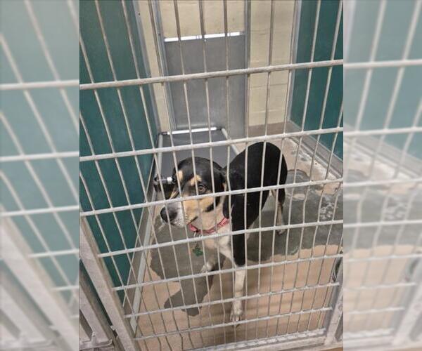 Medium Photo #1 Beagle-Unknown Mix Puppy For Sale in Texas City, TX, USA