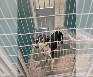 Beagle-Unknown Mix Dogs for adoption in Texas City, TX, USA