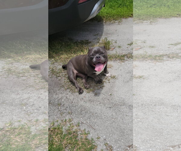 Medium Photo #8 Free-Lance Bulldog Puppy For Sale in Cape May, NJ, USA