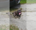 Small #7 Free-Lance Bulldog