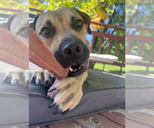 Camille - Female American Pit Bull Terrier-Unknown Mix Dog for Adoption - Photo #2