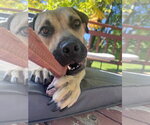 Small Photo #2 American Pit Bull Terrier-Unknown Mix Puppy For Sale in Polson, MT, USA