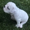 Small Photo #1 Bulldog Puppy For Sale in DENVER, CO, USA