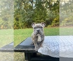 Puppy Titan American Bully Mikelands 