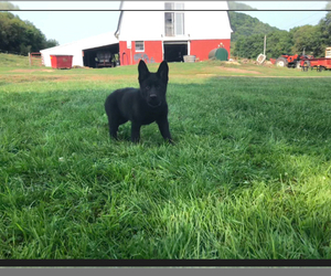 German Shepherd Dog Puppy for sale in NELSON, WI, USA