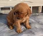 Small #4 Golden Retriever