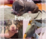 Puppy Puppy 7 American Bully