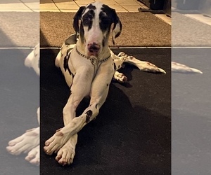 Great Dane Puppy for sale in FORT LAUDERDALE, FL, USA