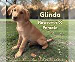 Glinda - Female Retriever -Unknown Mix Dog for Adoption - Small photo