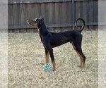Small #14 Doberman Pinscher