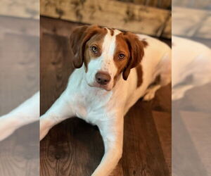 Brittany Dogs for adoption in Curwensville, PA, USA