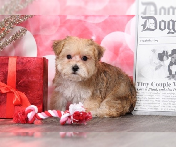 Medium Photo #3 YorkiePoo Puppy For Sale in BEL AIR, MD, USA