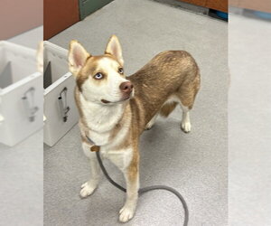 SHILOH - Female Siberian Husky Dog for Adoption - Photo #2