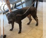 Small American Pit Bull Terrier