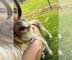 Emma - Female Mutt Dog for Adoption - Photo #11