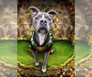 Mutt Dogs for adoption in Charlotte, NC, USA