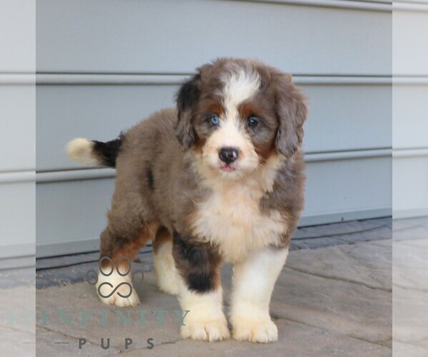 Medium Photo #2 Bernedoodle (Miniature) Puppy For Sale in NARVON, PA, USA