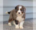 Small #1 Bernedoodle (Miniature)