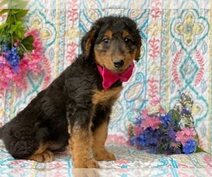 Airedale Terrier Puppy for sale in LANCASTER, PA, USA