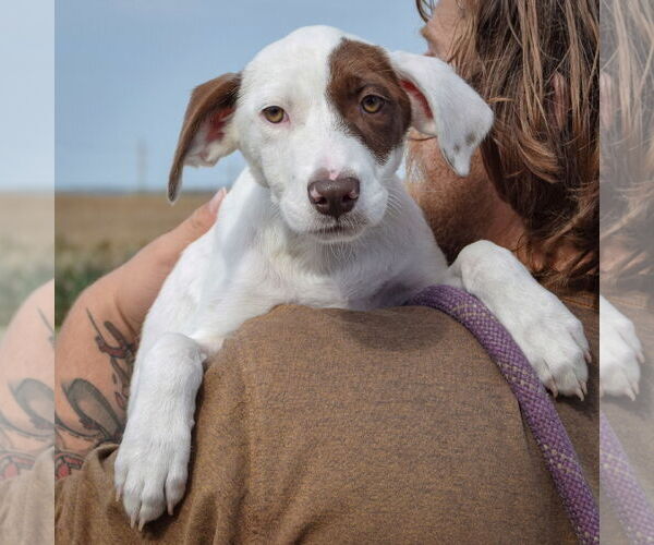Medium Photo #5 Borador Puppy For Sale in Huntley, IL, USA