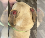 Small #1 Labrador Retriever