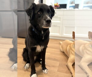 Asher * - Male Border Collie-Siberian Husky Mix Dog for Adoption - Photo #4
