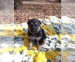 Small Photo #9 German Shepherd Dog Puppy For Sale in FRANKLIN, GA, USA