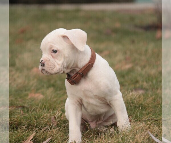 Medium Photo #2 Boxer Puppy For Sale in SHIPSHEWANA, IN, USA