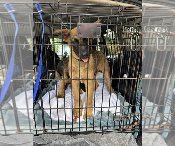 Medium Photo #4 German Shepherd Dog-Unknown Mix Puppy For Sale in Imlay City, MI, USA