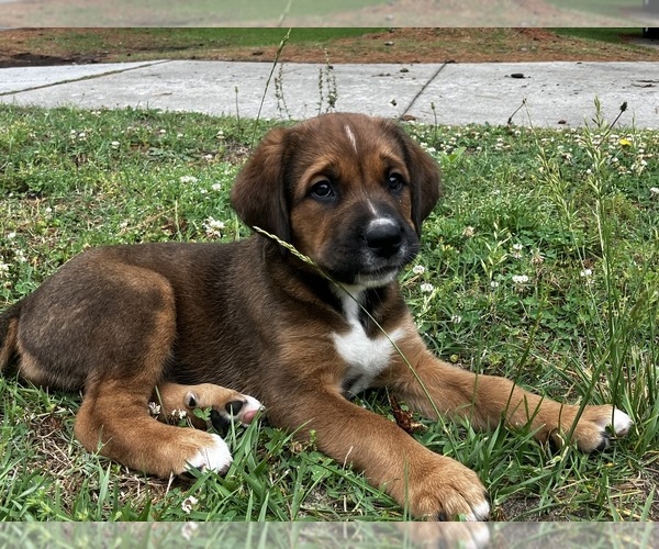 Medium Photo #2 Bernese Mountain Dog-Cane Corso Mix Puppy For Sale in NORFOLK, VA, USA