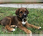 Small #1 Bernese Mountain Dog-Cane Corso Mix
